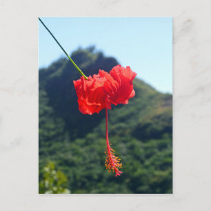 Scharlachroter Hibiskus, Hawaii Postkarte
