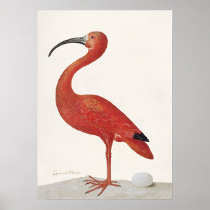 Scharlachroter Ibis mit einem Ei (1699–1700) Poster