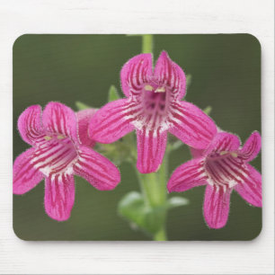 Scharlachroter Penstemon, Penstemon triflorus, Mousepad