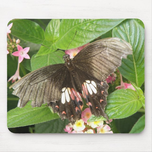 Scharlachrotes Frack Butterfly Macro Mousepad (Vorne)