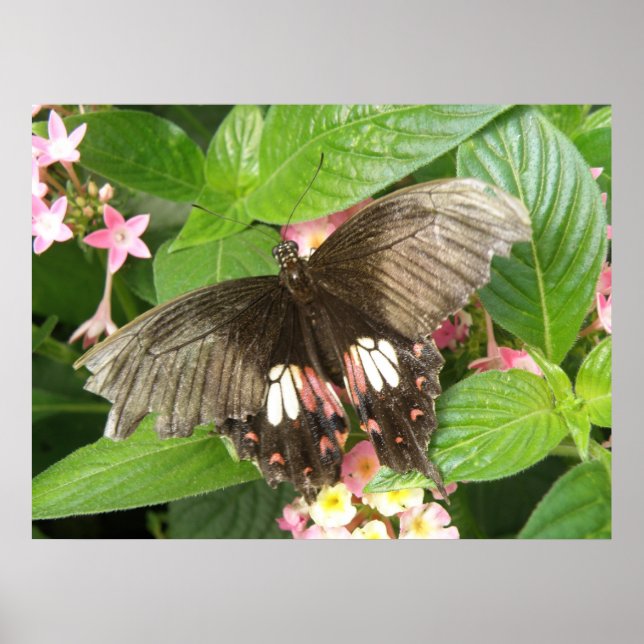 Scharlachrotes Frack Butterfly Macro Print Poster (Vorne)