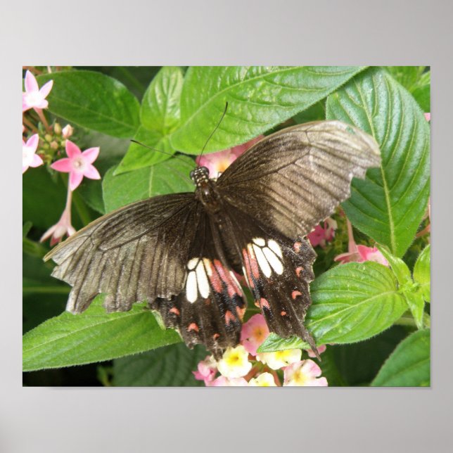 Scharlachrotes Frack Butterfly Macro Print Poster (Vorne)