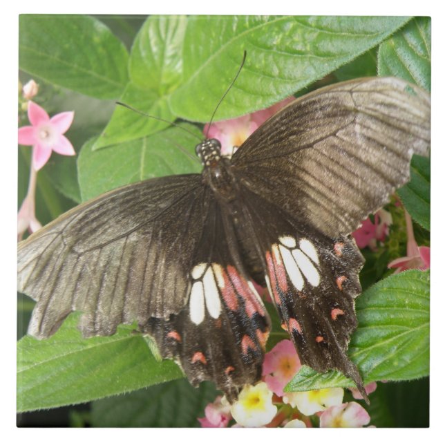 Scharlachrotes Frack Schmetterling Makro Tile Fliese (Vorderseite)