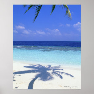 Schatten der Palme Poster