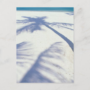Schatten der Palme Tree 2 Postkarte