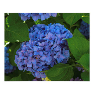 Schatten des Blaus - der blaue Hydrangea Fotodruck