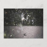 Schatten des Orb-Weaver - Spider-Foto