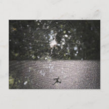 Schatten des Orb-Weaver - Spider-Foto