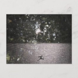 Schatten des Orb-Weaver - Spider-Foto Postkarte