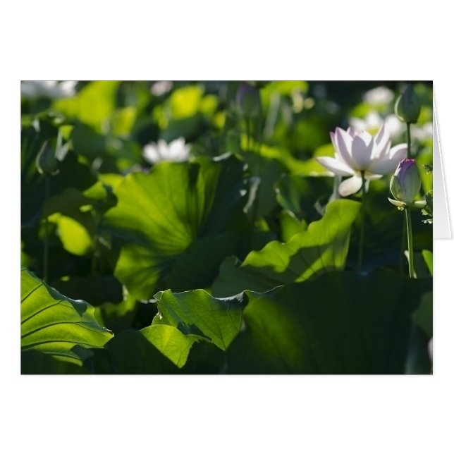 Schatten-Muster (Vorderseite (Horizontal))