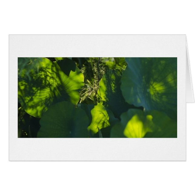 Schatten und Licht (Vorderseite (Horizontal))