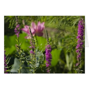 Schatten von rosa und von Lila