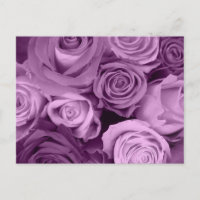 Schattierungen Lila Rose