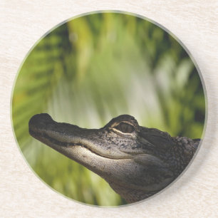 Schattiger AlligatorUntersetzer Getränkeuntersetzer