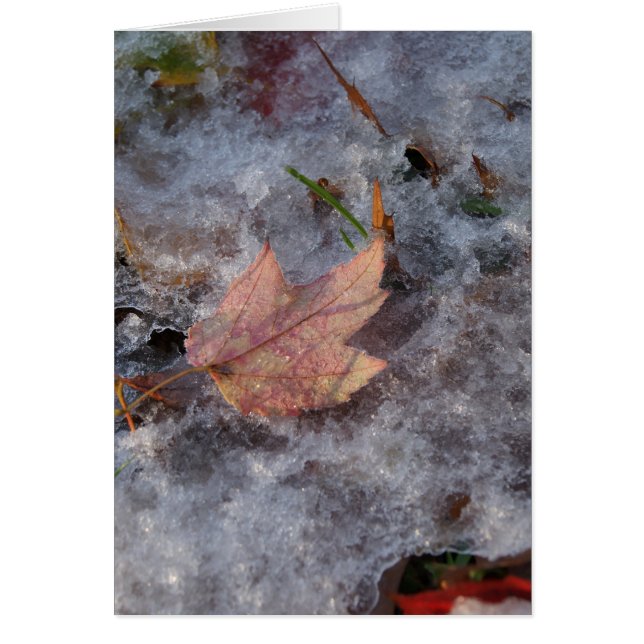 "Schatz in Eis" (Vorne)