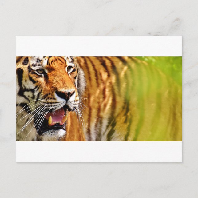 Schatz Postkarte (Vorderseite)