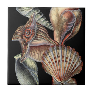 Schätze des Meeres Fliese