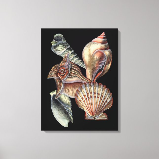 Schätze des Meeres Leinwanddruck (Vorderseite)