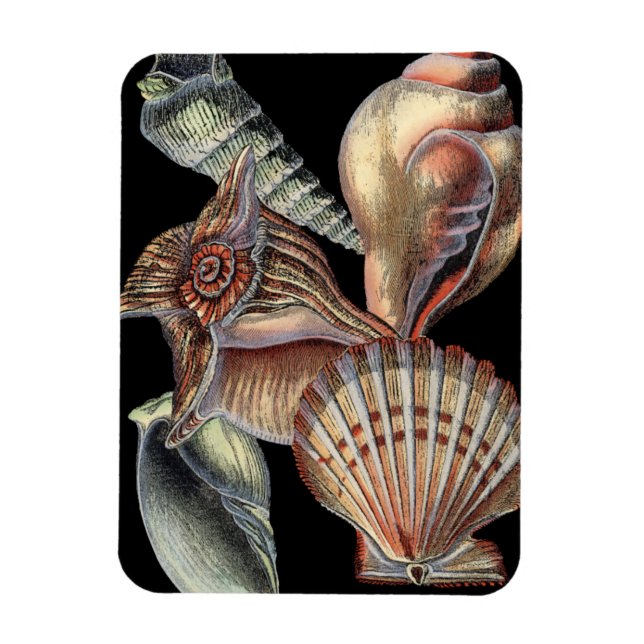 Schätze des Meeres Magnet (Vertikal)