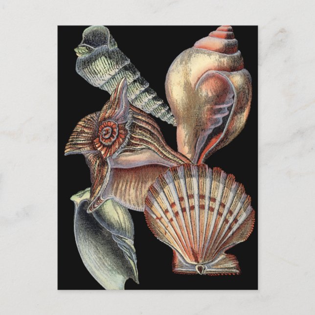 Schätze des Meeres Postkarte (Vorderseite)