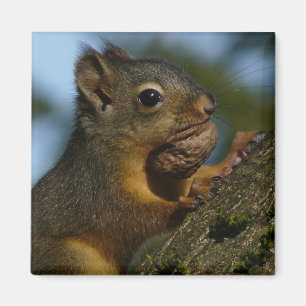 Schätze eines Chipmunks Magnet