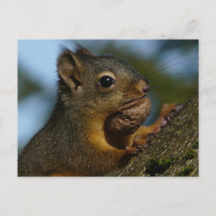 Schätze eines Chipmunks Postkarte