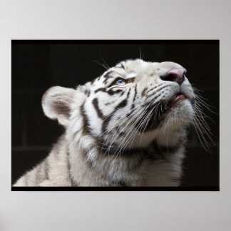 Schau auf das Licht! Poster