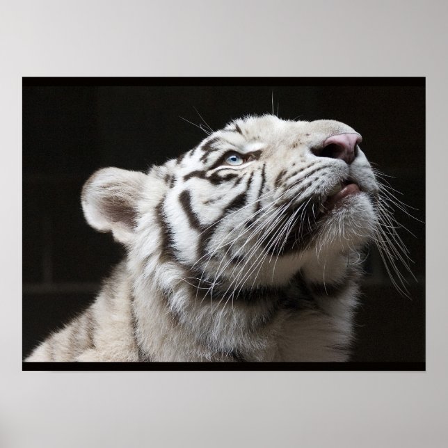 Schau auf das Licht! Poster (Vorne)