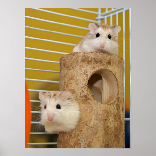 Schau, wer starrt dich an? (Poster) Poster (Vorne)