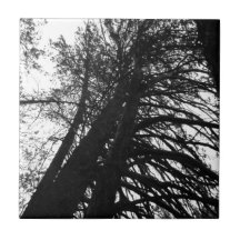 Schauen Sie in den Bäumen nach