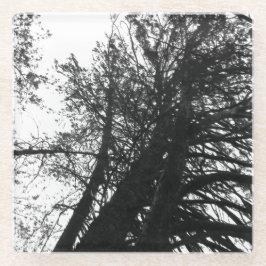 Schauen Sie in den Bäumen nach Glasuntersetzer