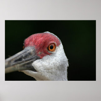 Schauen Sie sich an [Sandhill Crane] Poster