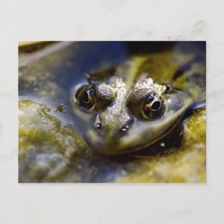 Schauen Sie sich mal an Postkarte