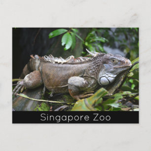 Schauen Sie sich Me Lizard Singapore Zoo an Feiertagspostkarte