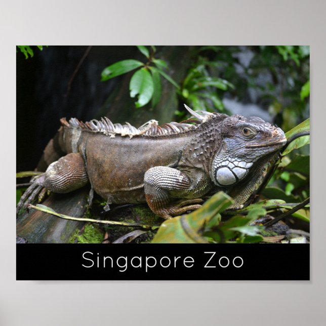Schauen Sie sich Me Lizard Singapore Zoo Holiday a Poster (Vorne)