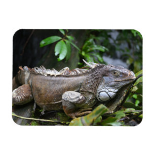 Schauen Sie sich Me Lizzard Singapore Zoo Magnet a