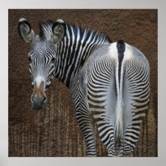 Schaust du mich an? poster