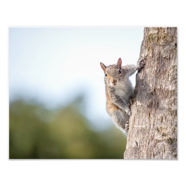 Schaut euch an! Eichhörnchen-Foto Fotodruck (Vorne)