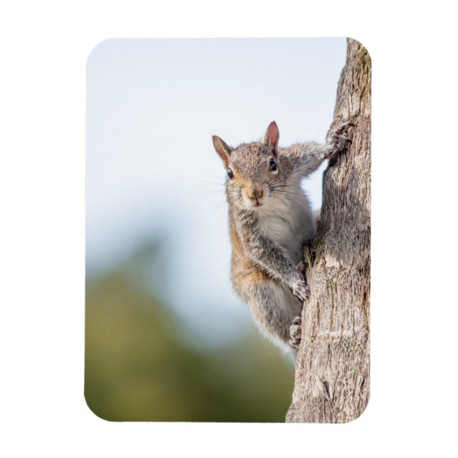 Schaut euch an! Squirrel Magnet (Vertikal)