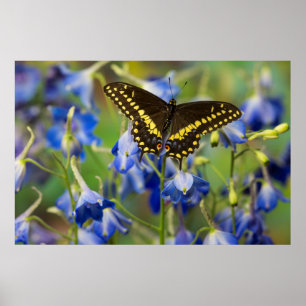 Scheckenfalter Schmetterling Euphydryas Phaeton Poster