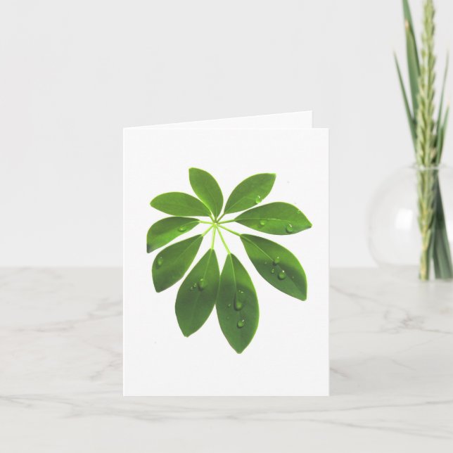 Schefflera-Notenkarte Karte (Vorderseite)