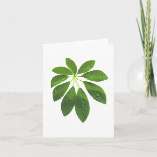 Schefflera-Notenkarte Karte