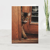 Schein in der Eingangs-somalischen Katzen-Karte