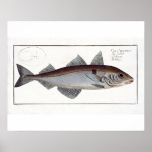 Schellfisch (Gadus Aeglefinus) Platte LXII aus 'Ic Poster