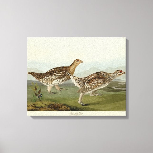 Schellfresser - Audubons Vögel in Amerika Leinwanddruck (Vorderseite)