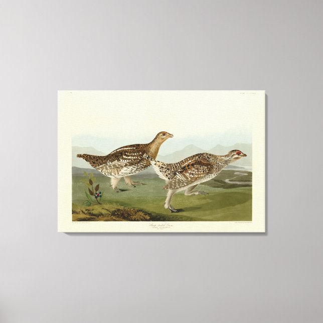 Schellfresser - Audubons Vögel in Amerika Leinwanddruck (Vorderseite)