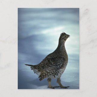 Schellfresser Postkarte