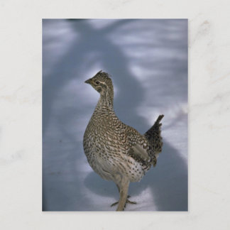 Schellfresser Postkarte