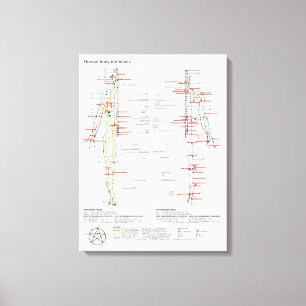 Schematische chinesische Muskulatur der Leinwand