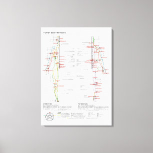 Schematische chinesische Muskulatur der Leinwand